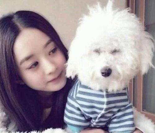 中国明星都养什么狗,揭秘中国明星家的狗狗品种